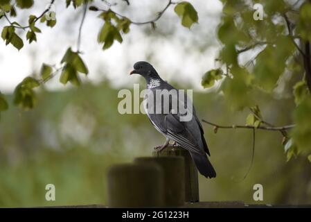 Primo piano Ritratto di Woodpigeon comune (Columba Palumbus) nel profilo di sinistra in piedi sulla cima di un log di legno nel tardo pomeriggio in Galles Foto Stock