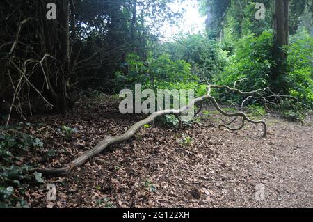 Un ramo caduto e gnarled che giace su un sentiero tranquillo di campagna in Derbyshire, Inghilterra, Regno Unito Foto Stock