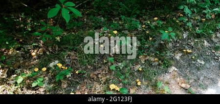 I funghi chanterelle giallini crescono in grandi quantità Foto Stock