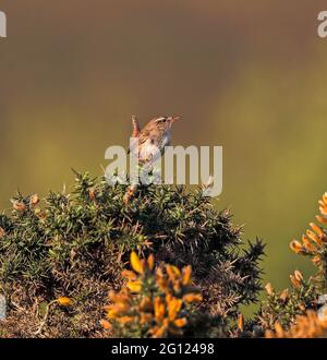 Wren (Troglodytes troglodytes) Foto Stock