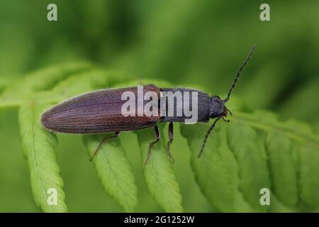 Fare clic su Beetle Athous haemorrhoidalis Foto Stock