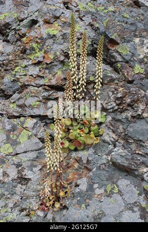 Parete Pennywort - umbilicus rupestris Foto Stock