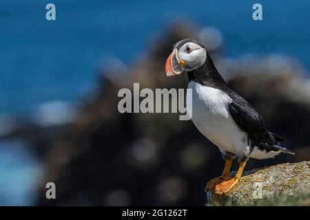 Primo piano di Puffin Atlantico presso il sito di allevamento Elliston, Terranova, Canada Foto Stock
