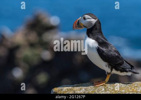 Primo piano di Puffin Atlantico presso il sito di allevamento Elliston, Terranova, Canada Foto Stock