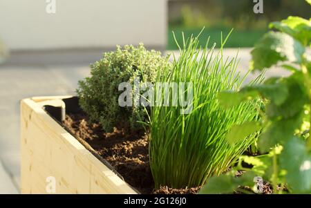 erbe fresche coltivate su un letto rialzato su un balcone Foto Stock