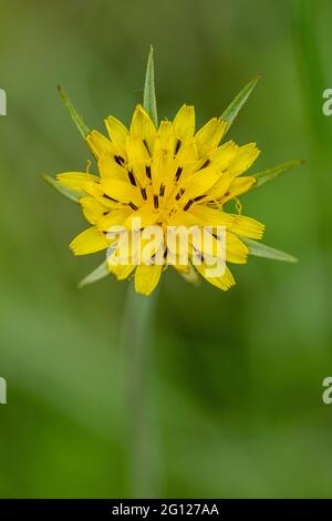 Tragopogon pratensis, nome comune barba di capra o Jack-Go-to-Bed-at-Noon fioritura nel mese di giugno, Regno Unito Foto Stock