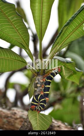 Un tetrio Pseudosfinx comunemente noto come bruco di falco di Frangipani shinx a Trinidad. Foto Stock