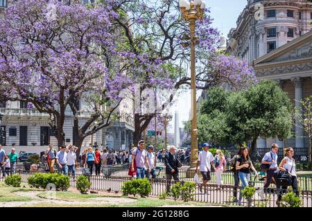 Argentina Buenos Aires centro Plaza de Mayo piazza centrale pedoni fioritura Jacaranda alberi uomo ispanico. Donna a piedi Foto Stock