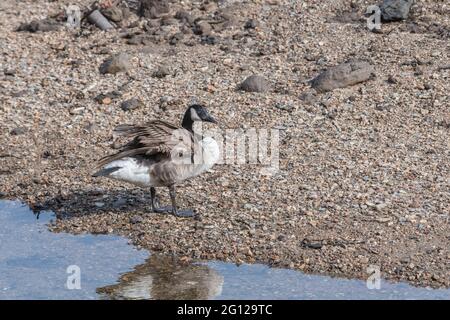 Solitario singolo Canada Goose / Branta canadensis (forse sottospecie) sul bordo del fiume Fowey a Lostwithiel, Cornovaglia. La specie può essere un disturbo. Foto Stock