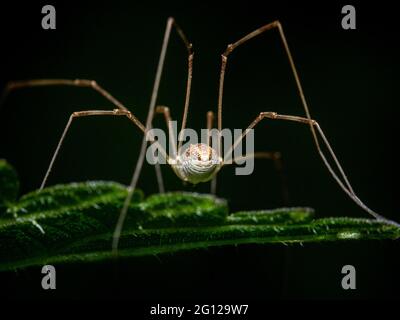 Vista posteriore dell'addome e delle gambe delicate di un ragno Daddy lungo-gambe su una foglia verde in primo piano basso angolo contro un backgound scuro Foto Stock