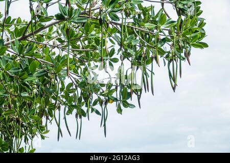 Florida Gulf Coast Sanibel Captiva Island barriera isola costa rosso mangrovie Rhizophora mangle pianta acquatica appesa semi pods propagle Foto Stock