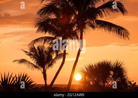 Florida Golfo del Messico Costa del Golfo Sanibel Isola barriera mare oceano cocco palme palme palmetto drammatico tramonto sole arancio giallo cielo sil Foto Stock