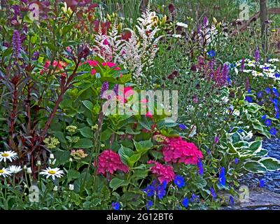 Un fiore colorato bordo con Hydranger, Astilbie, Hosta e altre piantine miste di fiori Foto Stock