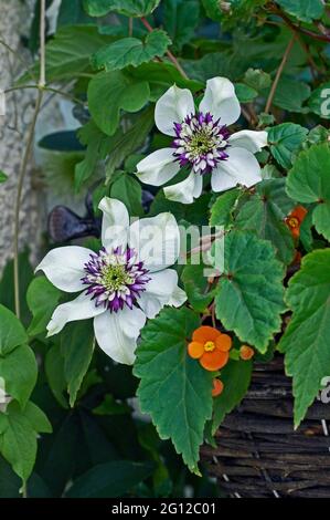 Clematis florida var sieboldiana in primo piano Foto Stock