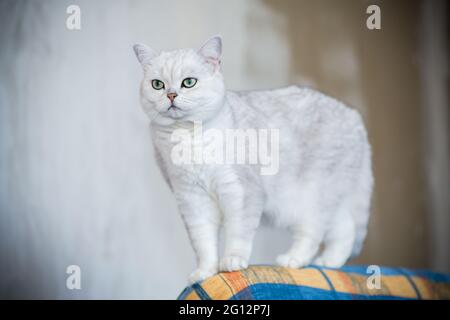 Adulto gatto pedigree Scottish chinchilla orecchie dritte, a casa. Foto Stock