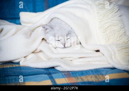 Gatto adulto razza chinchilla scozzese con orecchie dritte, dorme a casa Foto Stock