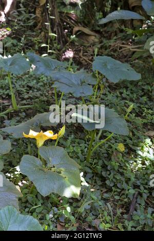 Vite di zucca con fioritura Foto Stock