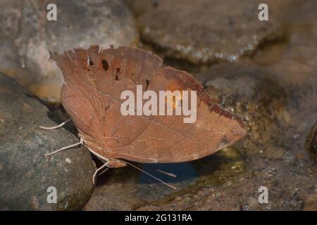 Sera comune farfalla marrone (Melanitis leda linnaeus), acqua potabile da fonte d'acqua. Immagine ripresa in una foresta, sikkim, India. Foto Stock