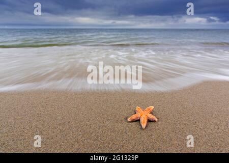 Dead comune stella marina / stella marina comune / stelle marine zucchero (Asterias rubens) bagnata sulla spiaggia di sabbia lungo la costa del Mare del Nord Foto Stock