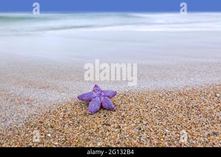 Viola morto stella marina comune / stella marina comune violetta / stella marina zucchero (Asterias rubens) lavato a riva sulla spiaggia lungo la costa del Mare del Nord Foto Stock