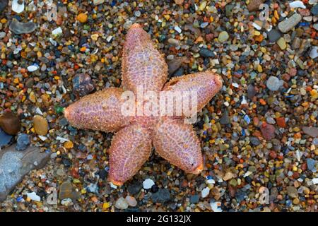 Dead comune stella marina / stella marina comune / stelle marine zucchero (Asterias rubens) bagnata sulla spiaggia di sabbia lungo la costa del Mare del Nord Foto Stock
