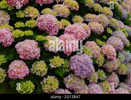 Hydrangea rosa o Hortensia (Hydrangea macrophylla) cespuglio in fiore, Sintra, Lisbona, Portogallo. Primavera Foto Stock
