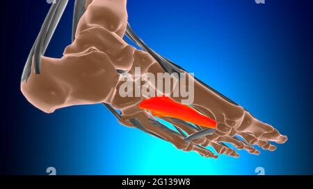 Testa obliqua dell'adduttore allucis Anatomia muscolare per l'illustrazione 3D del concetto medico Foto Stock