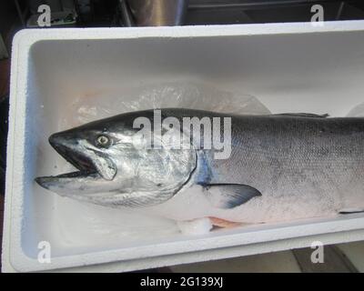 Salmone King appena pescato su ghiaccio Foto Stock