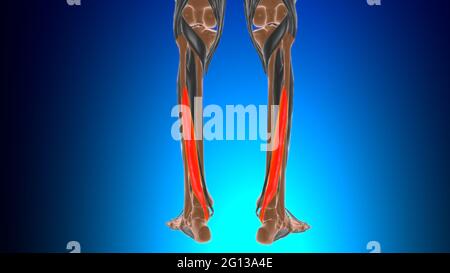 Flexor hallucis longus anatomia muscolare per Medical Concept 3D Illustrazione Foto Stock