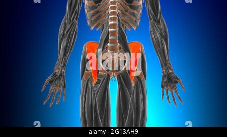 Anatomia muscolare di Iliacus per l'illustrazione 3D del concetto medico Foto Stock