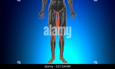 Anatomia muscolare di gracilis per l'illustrazione 3D del concetto medico Foto Stock