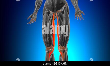 Anatomia muscolare di gracilis per l'illustrazione 3D del concetto medico Foto Stock