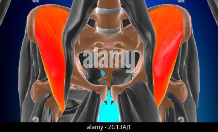 Anatomia muscolare di Iliacus per l'illustrazione 3D del concetto medico Foto Stock