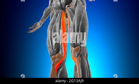 Anatomia muscolare di gracilis per l'illustrazione 3D del concetto medico Foto Stock