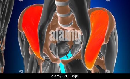 Anatomia muscolare di Iliacus per l'illustrazione 3D del concetto medico Foto Stock