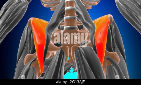 Anatomia muscolare di Iliacus per l'illustrazione 3D del concetto medico Foto Stock