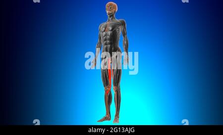 Anatomia muscolare di gracilis per l'illustrazione 3D del concetto medico Foto Stock