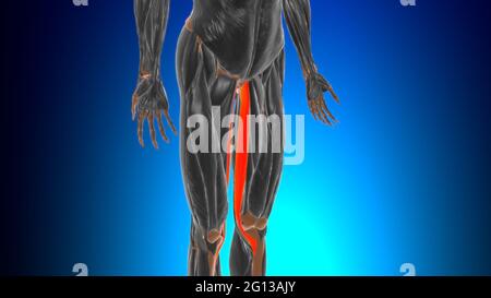 Anatomia muscolare di gracilis per l'illustrazione 3D del concetto medico Foto Stock