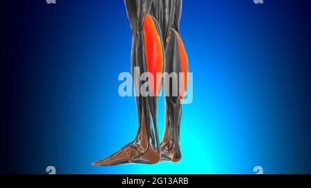 Testa laterale del gastrocnemio Anatomia muscolare per l'illustrazione 3D del concetto medico Foto Stock