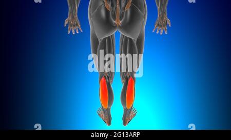 Testa laterale del gastrocnemio Anatomia muscolare per l'illustrazione 3D del concetto medico Foto Stock