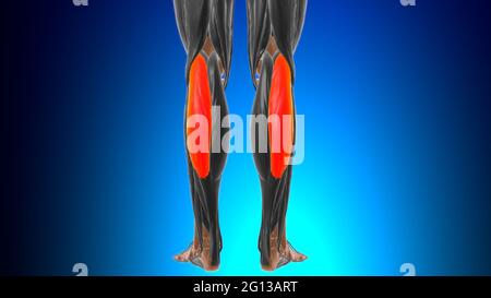 Testa laterale del gastrocnemio Anatomia muscolare per l'illustrazione 3D del concetto medico Foto Stock