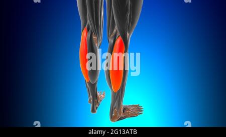 Testa laterale del gastrocnemio Anatomia muscolare per l'illustrazione 3D del concetto medico Foto Stock