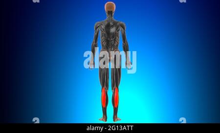 Testa laterale del gastrocnemio Anatomia muscolare per l'illustrazione 3D del concetto medico Foto Stock