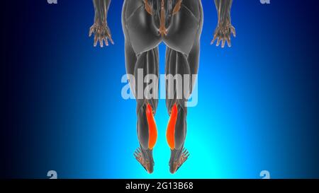 Testa mediale del gastrocnemio Anatomia muscolare per l'illustrazione 3D del concetto medico Foto Stock