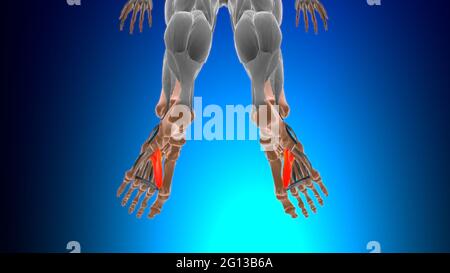 Testa obliqua dell'adduttore allucis Anatomia muscolare per l'illustrazione 3D del concetto medico Foto Stock