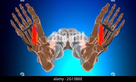 Testa obliqua dell'adduttore allucis Anatomia muscolare per l'illustrazione 3D del concetto medico Foto Stock