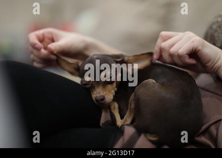 un piccolo terrier giocattolo inerme si stese a riposare nella sua scatola Foto Stock