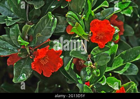 punica granatum melograno primo piano di fiori Foto Stock