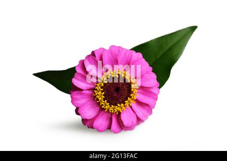 Zinnia rosa isolata su sfondo bianco Foto Stock
