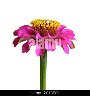 Zinnia fiore isolato su sfondo bianco Foto Stock